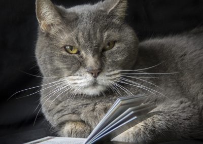 Grey Cat reading a book