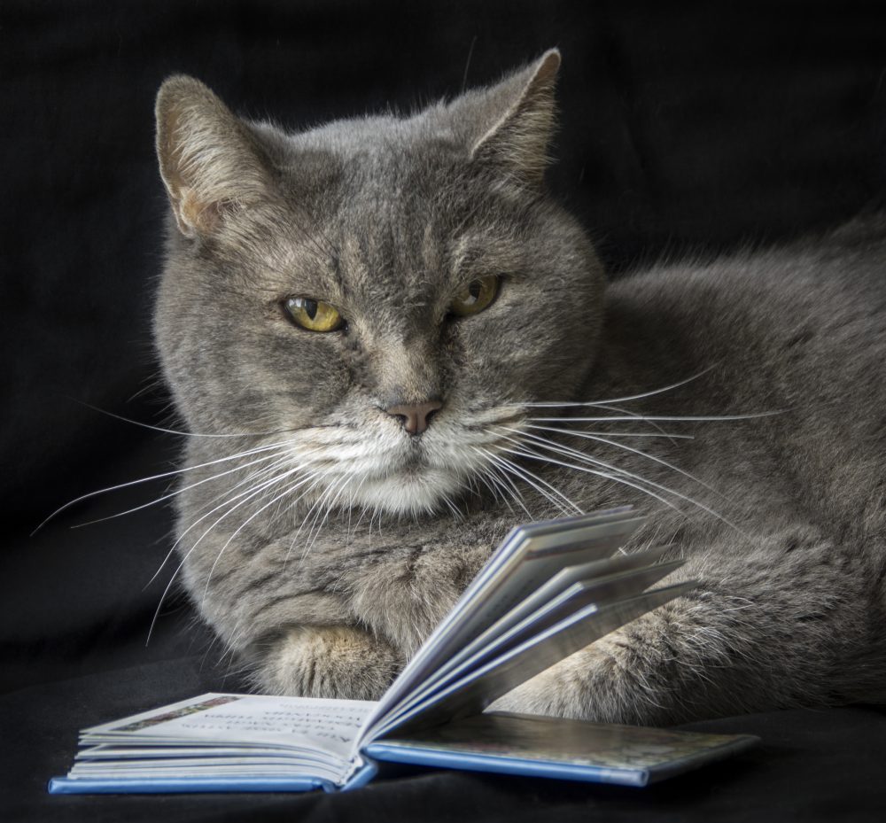 Grey Cat reading a book